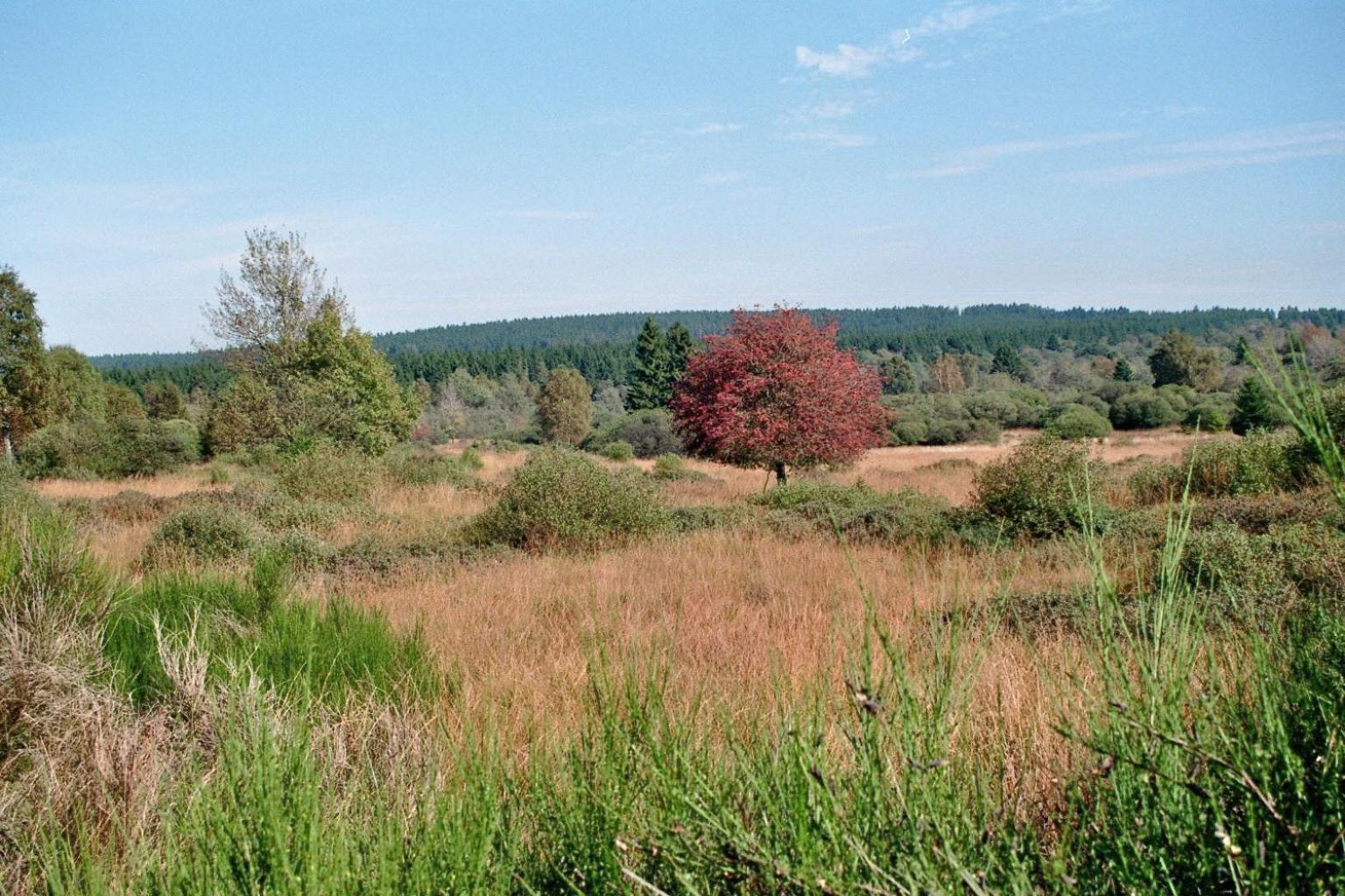 Waldhaus Anne Villa Nideggen Kültér fotó